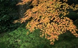 Maple Himmel Wallpaper (1) #5