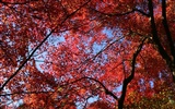 Maple Himmel Wallpaper (1) #14