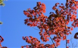 Maple sky wallpaper (1) #18