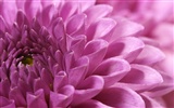 Large Flower Feature Wallpaper (4)