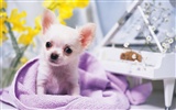 1600 dog photo wallpaper (14) #13