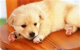 1600 dog photo wallpaper (14) #14