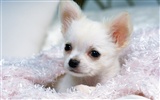 1600 dog photo wallpaper (14) #18