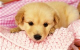 1600 dog photo wallpaper (14) #19