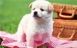 1600 dog photo wallpaper (14) #20