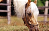 Horse Photo Wallpaper (3) #1