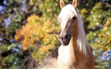 Horse Photo Wallpaper (3) #2