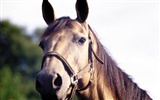 Horse Photo Wallpaper (3) #3