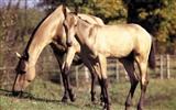 Horse Photo Wallpaper (3) #4