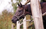 Horse Photo Wallpaper (3) #12