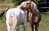 Fondo de pantalla de fotos de caballos (3) #14