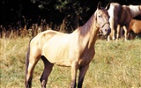 Horse Photo Wallpaper (3) #15