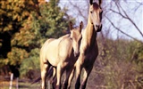 Fondo de pantalla de fotos de caballos (3) #16