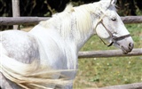 Horse Photo Wallpaper (3) #18