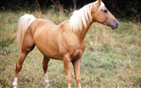 Horse Photo Wallpaper (3) #19