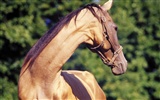 Fondo de pantalla de fotos de caballos (3) #20