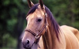 Horse Photo Wallpaper (4) #3