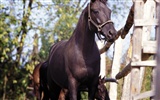 Horse Photo Wallpaper (4) #4