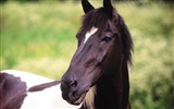 Horse Photo Wallpaper (4) #5