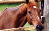 Horse Photo Wallpaper (4) #14