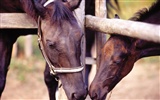 Horse Photo Wallpaper (4) #15