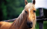 Horse Photo Wallpaper (4) #16