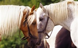 Horse Photo Wallpaper (4) #19