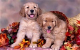 Puppy Photo HD Wallpaper (2) #12