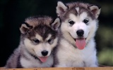 Puppy Photo HD Wallpaper (2) #20