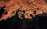 Maple sky wallpaper (3) #4