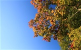 Maple sky wallpaper (3) #8