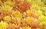 Large Flower Feature Wallpaper (6) #8