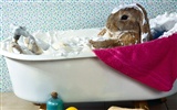 Rabbit Wallpaper Foto (1) #4