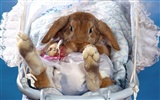 Rabbit Foto tapety (1) #7