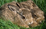 Rabbit Foto tapety (1) #11