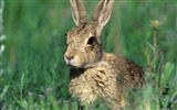 Rabbit Photo Wallpaper (1) #12