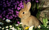 Rabbit Photo Wallpaper (1) #13