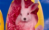 Rabbit Photo Wallpaper (1) #16