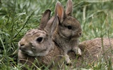 Rabbit Photo Wallpaper (1) #18