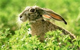 Rabbit Photo Wallpaper (1) #19
