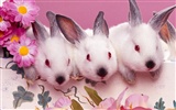 兔子写真 壁纸(一)22