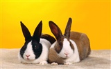 Rabbit Photo Wallpaper (1) #23