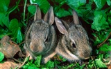 Rabbit Foto tapety (1) #26