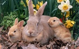 Rabbit Photo Wallpaper (1) #27