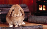 Rabbit Foto tapety (1) #30