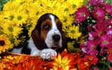 Cachorro de fotos HD fondos de pantalla (3) #3