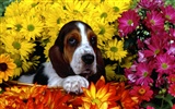 Puppy Photo HD wallpapers (3) #3