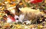 Puppy Photo HD wallpapers (3) #14