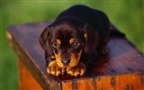 Puppy Photo HD wallpapers (3) #19