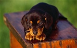 Puppy Photo HD Wallpaper (3) #19